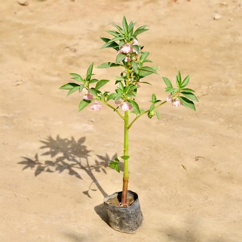 Balsam / Balsamina (Any Colour) in 4 Inch Nursery Bag