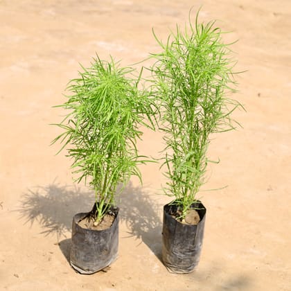 Buy Set of 2 - Kochia in 4 Inch Nursery Bag Online | Urvann.com