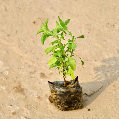 Rama Tulsi in 4 Inch Nursery Bag