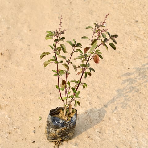 Shyama Tulsi in 4 Inch Nursery Bag