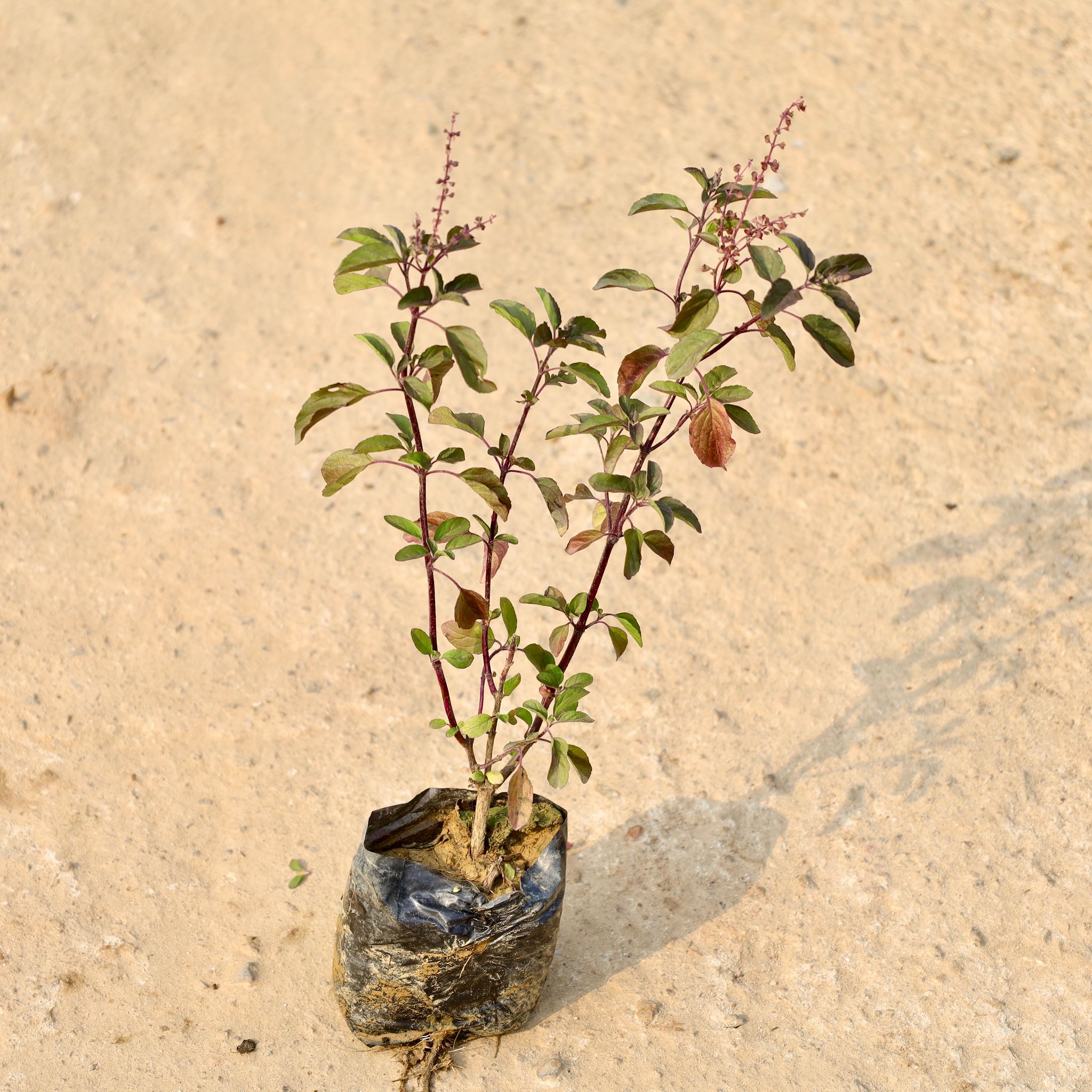 Shyama Tulsi in 4 Inch Nursery Bag