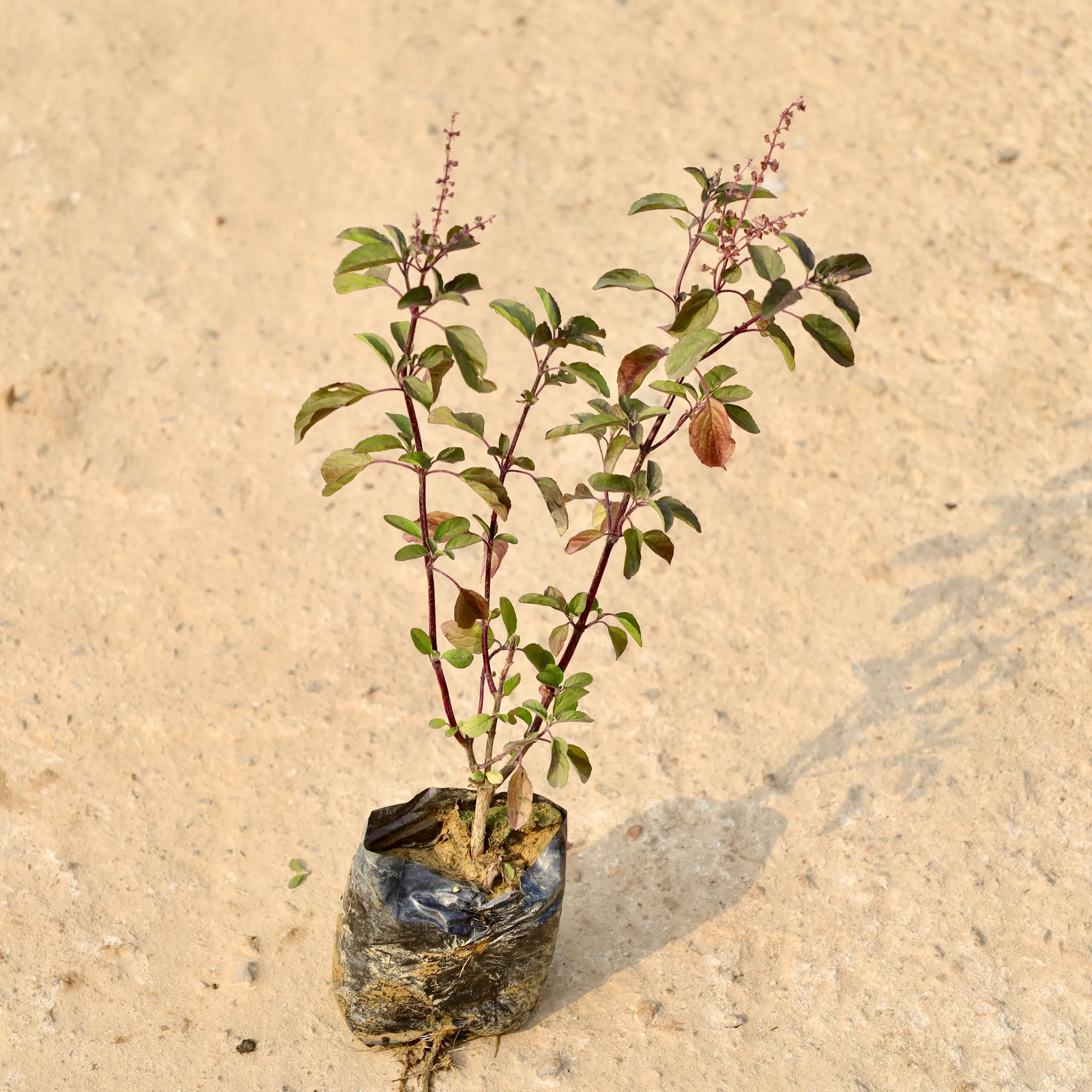 Shyama Tulsi in 4 Inch Nursery Bag