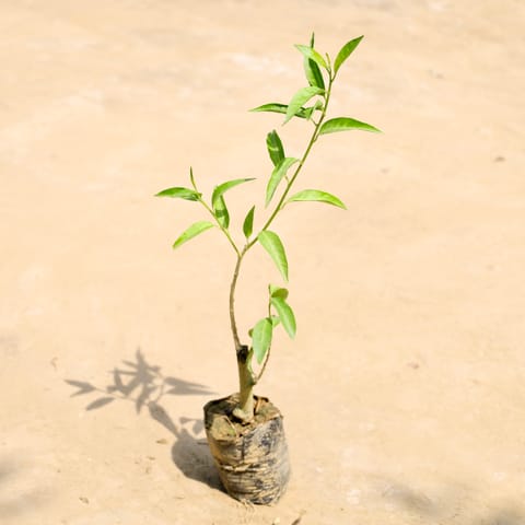 Raat Ki Rani / Night Blooming Jasmine in 4 Inch Nursery Bag