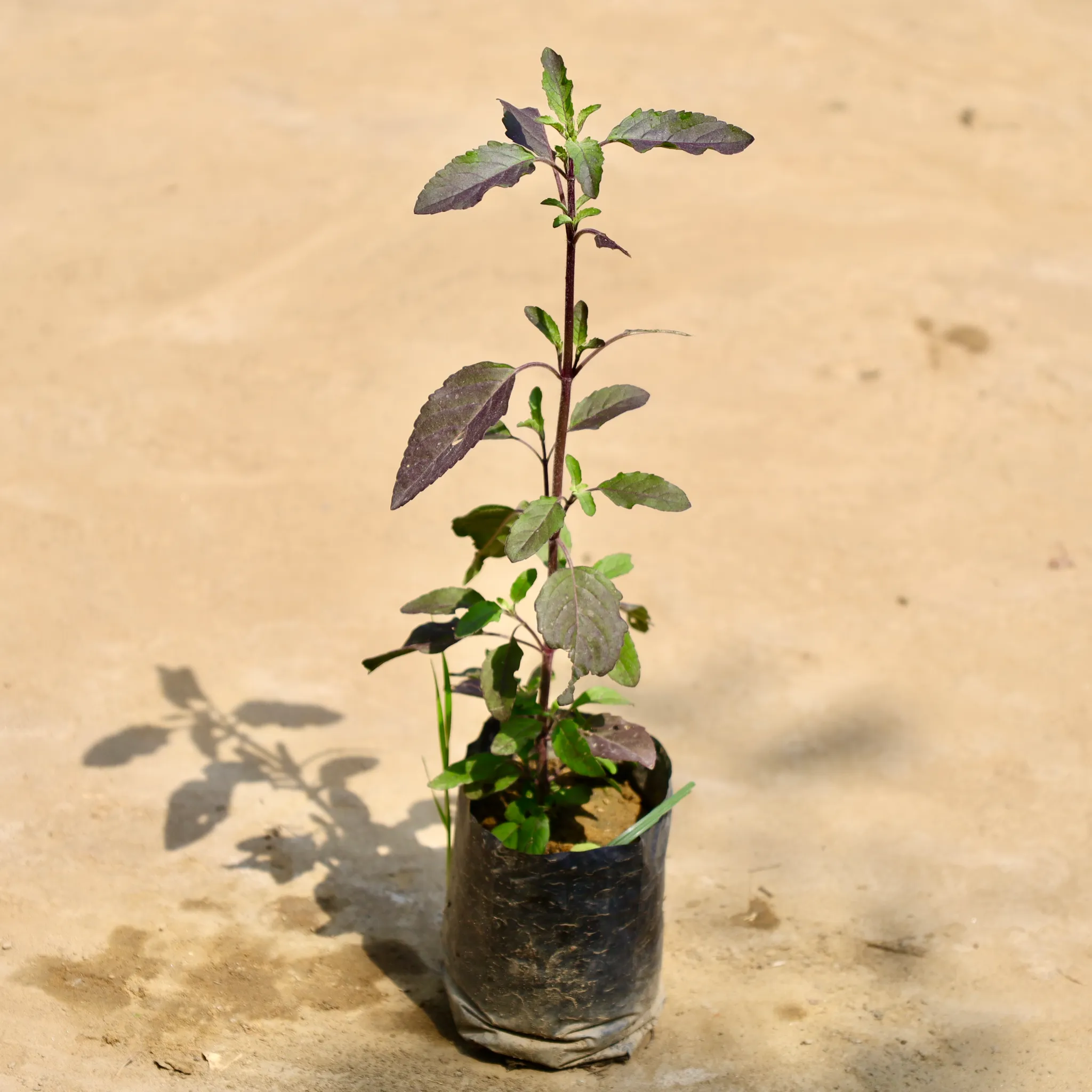 Shyama Tulsi in 4 Inch Nursery Bag