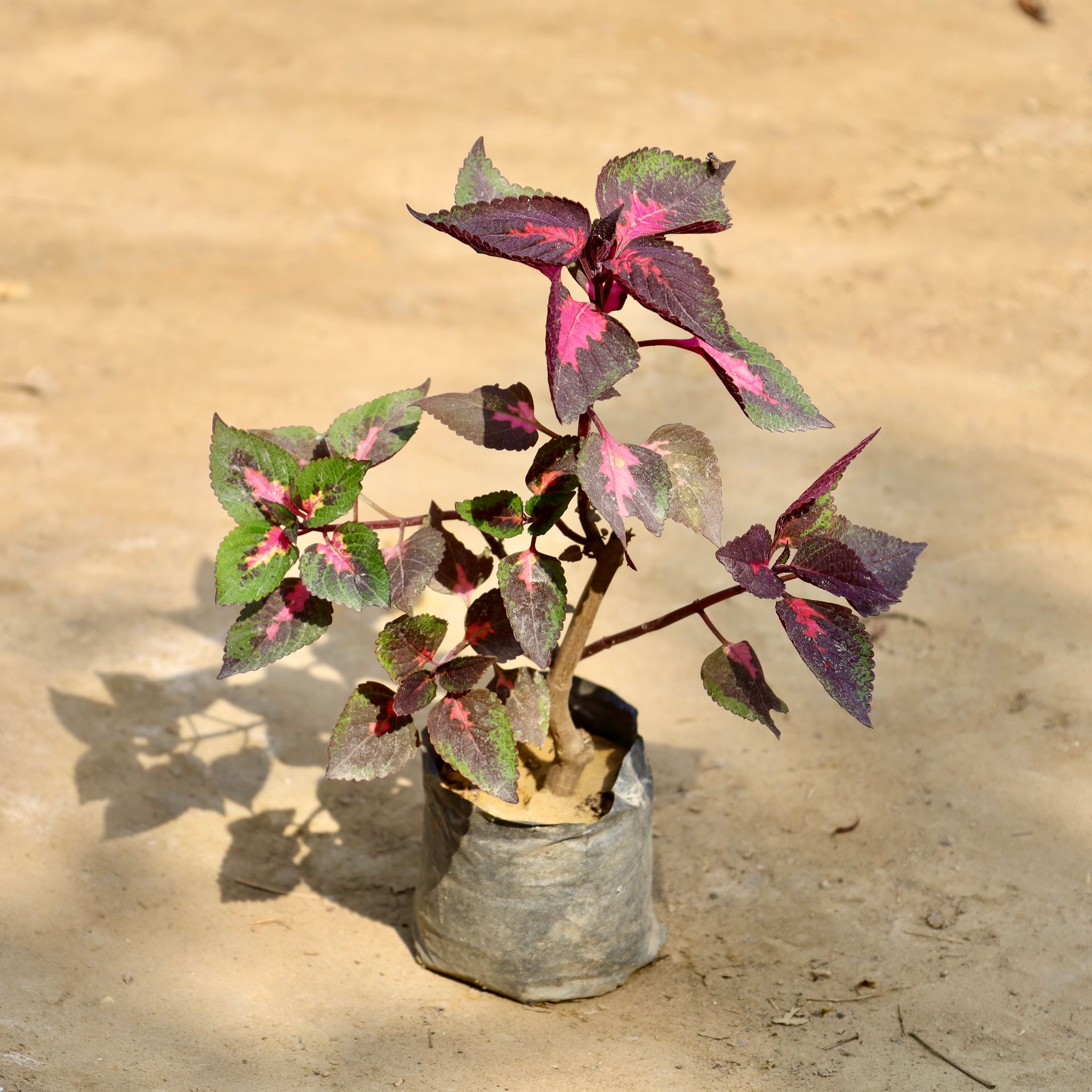 Coleus (Any Colour) in 4 Inch Nursery Bag