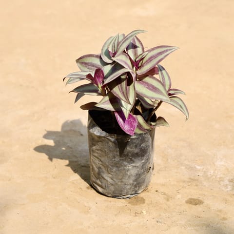 Wandering Jew in 4 Inch Nursery Bag