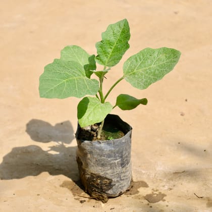 Buy Brinjal / Baigan Plant in 4 Inch Nursery Bag Online | Urvann.com