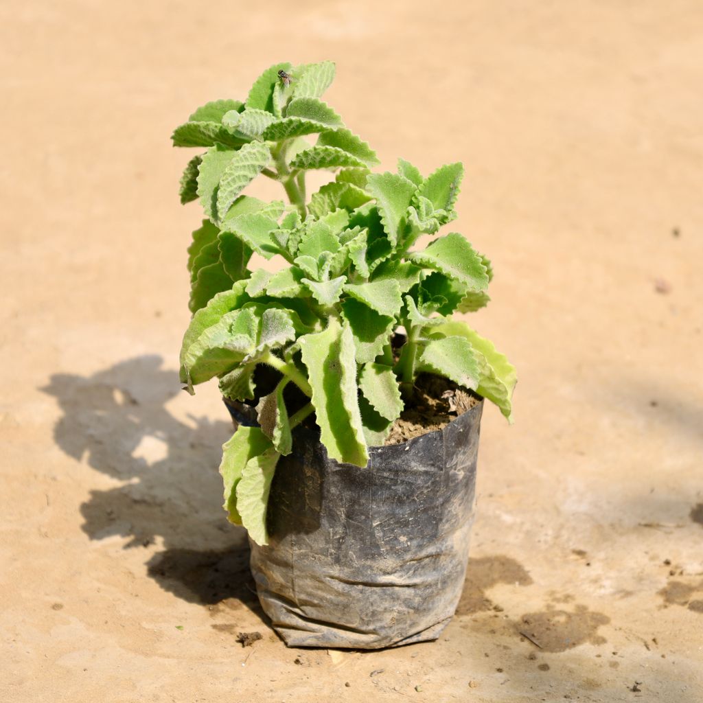Buy Ajwain Plant in 4 Inch Nursery Bag Online | Urvann.com Ajwain Plant in 4 Inch Nursery Bag