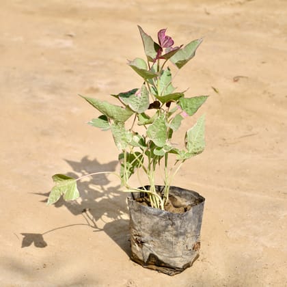 Buy Ipomoea / Sweet Potato Vine Variegated in 4 Inch Nursery Bag Online | Urvann.com