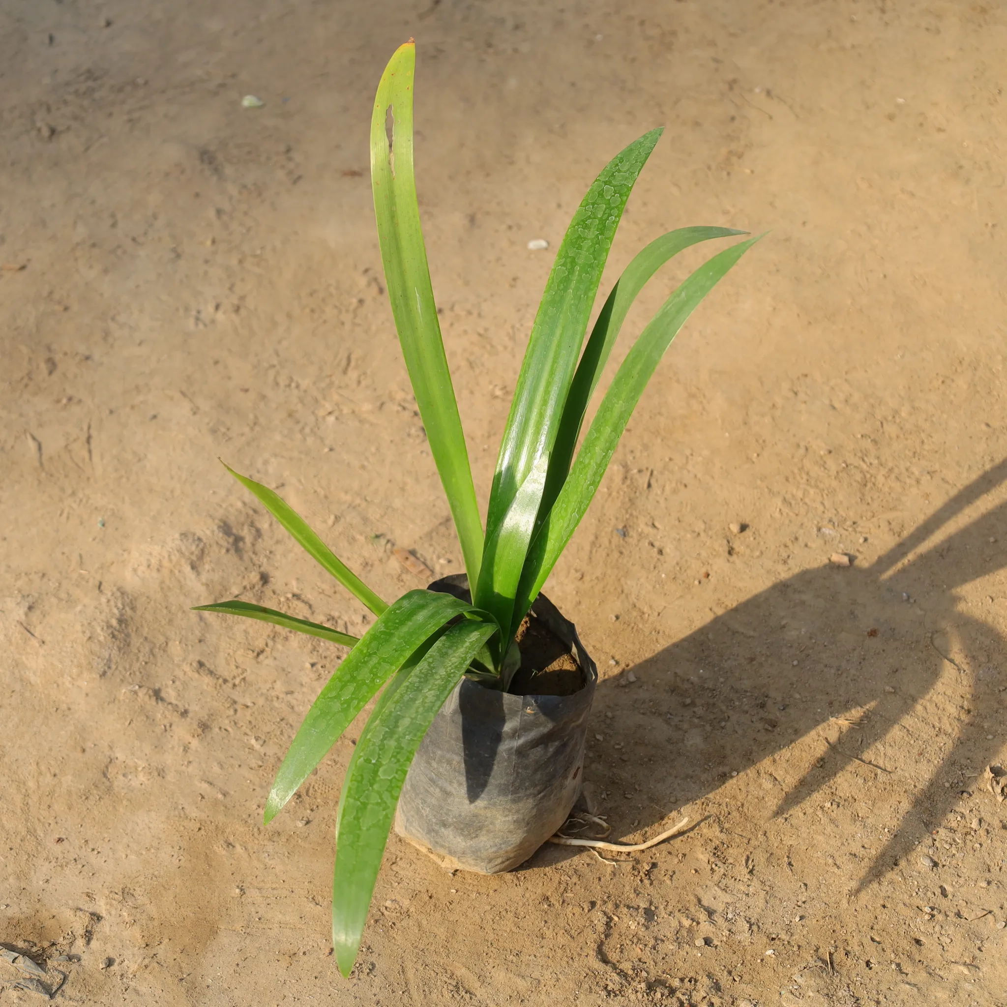 Spider Lily in 5 Inch Nursery Bag