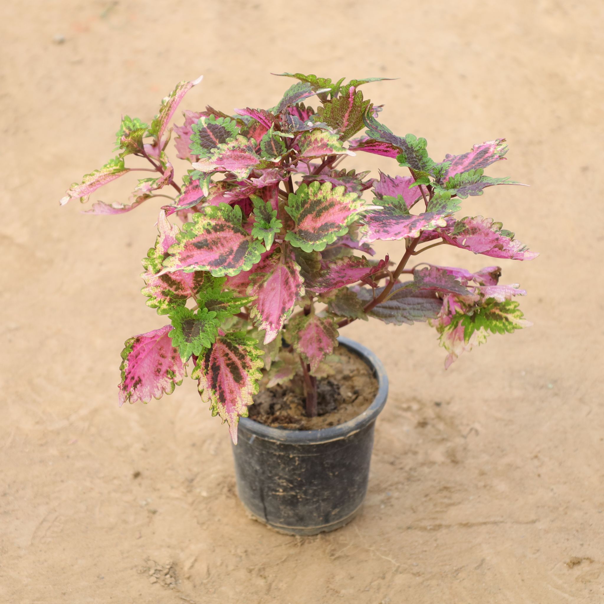 Coleus (Any Colour) in 4 Inch Nursery Pot