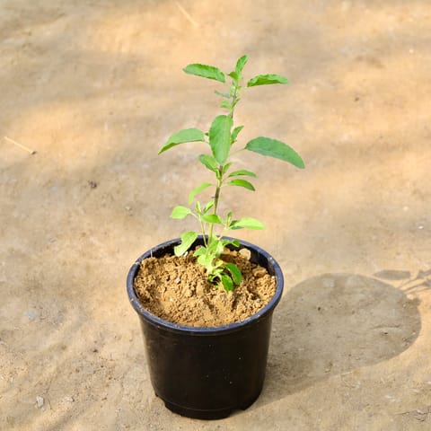 Rama Tulsi in 6 Inch Nursery Pot