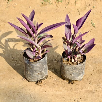 Buy Set of 2 - Purple Heart in 4 Inch Nursery Bag Online | Urvann.com