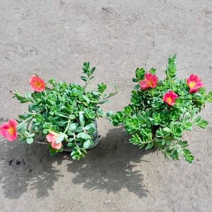 Buy Set of 2 - Kulfa / Purslane (Any Colour) in 4 Inch Nursery Bag Online | Urvann.com