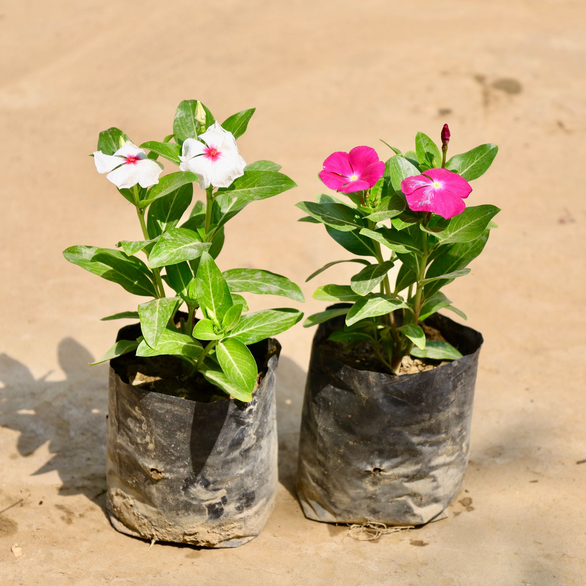 Set of 2 - Periwinkle / Sadabahar / Vinca (Any Colour) in 4 Inch Nursery Bag