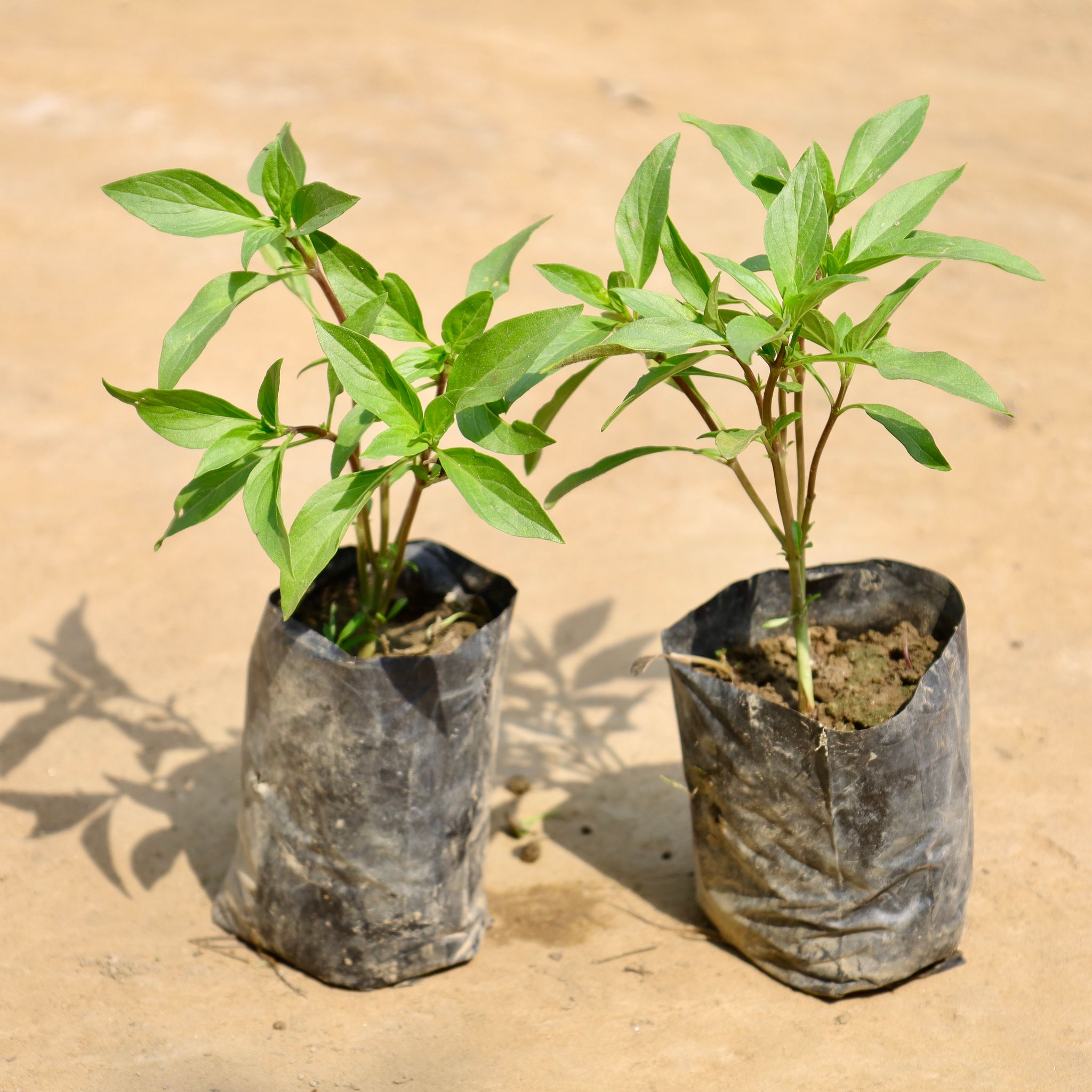 Set of 2 - Sukh Shanti in 4 Inch Nursery Bag