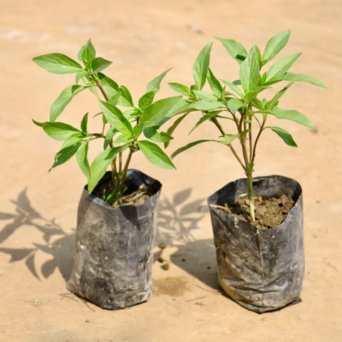 Set of 2 - Sukh Shanti in 4 Inch Nursery Bag