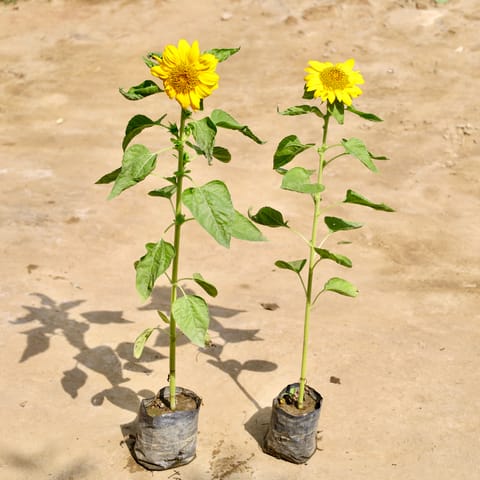 Set of 2 - Sunflower Plant in 4 Inch Nursery Bag
