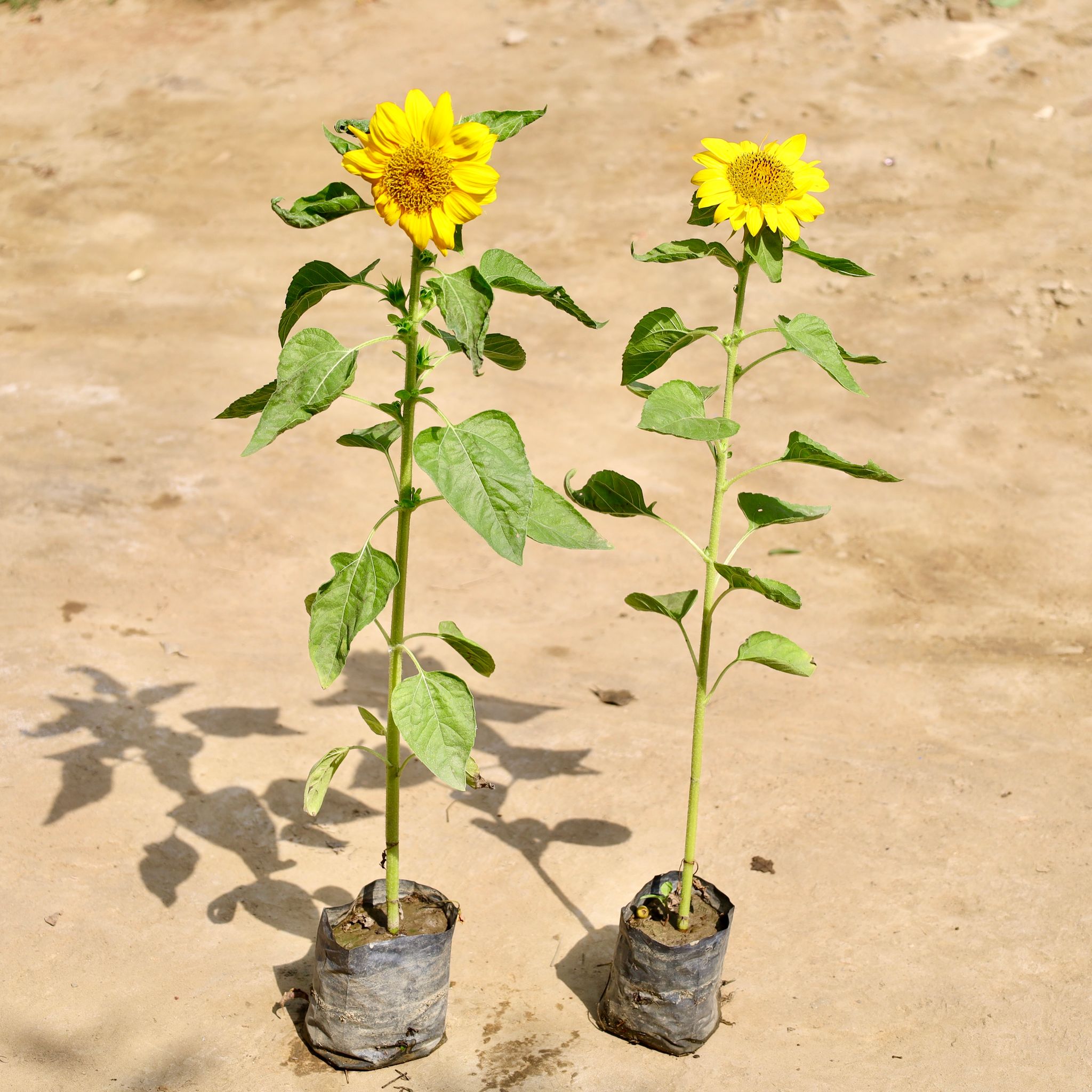 Set of 2 - Sunflower Plant in 4 Inch Nursery Bag
