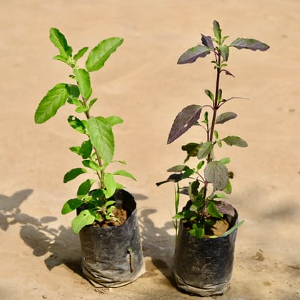 Buy Set of 2 - Rama Tulsi & Shyama Tulsi in 4 Inch Nursery Bag Online | Urvann.com
