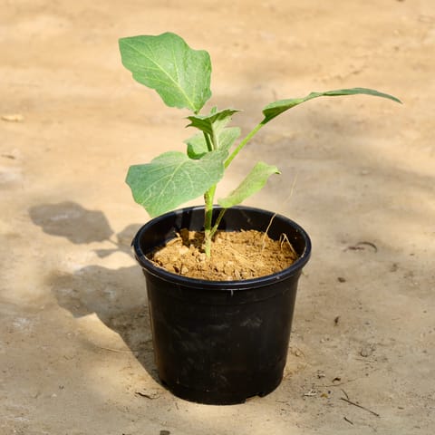 Brinjal / Baigan Plant in 6 Inch Nursery Pot