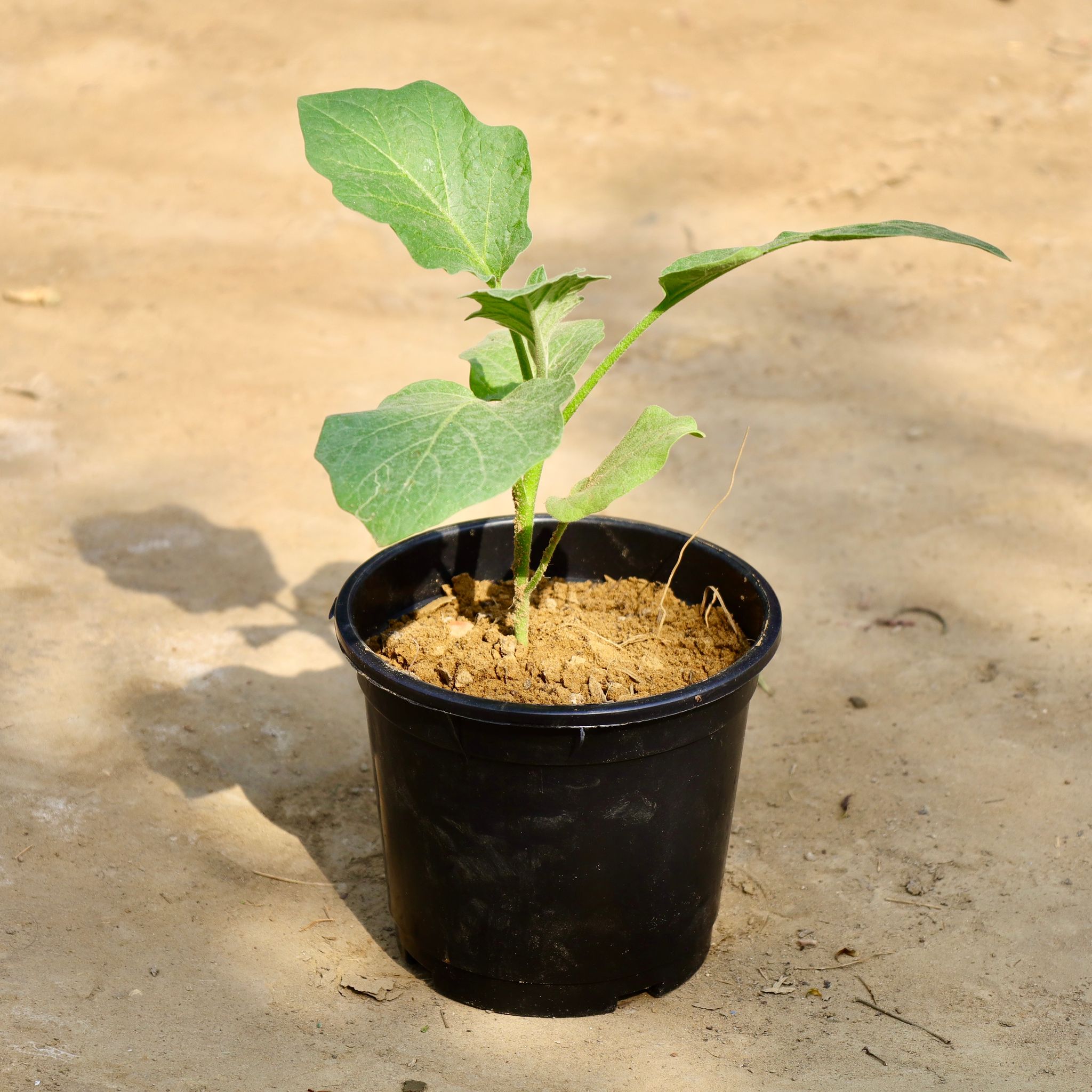 Brinjal / Baigan Plant in 6 Inch Nursery Pot