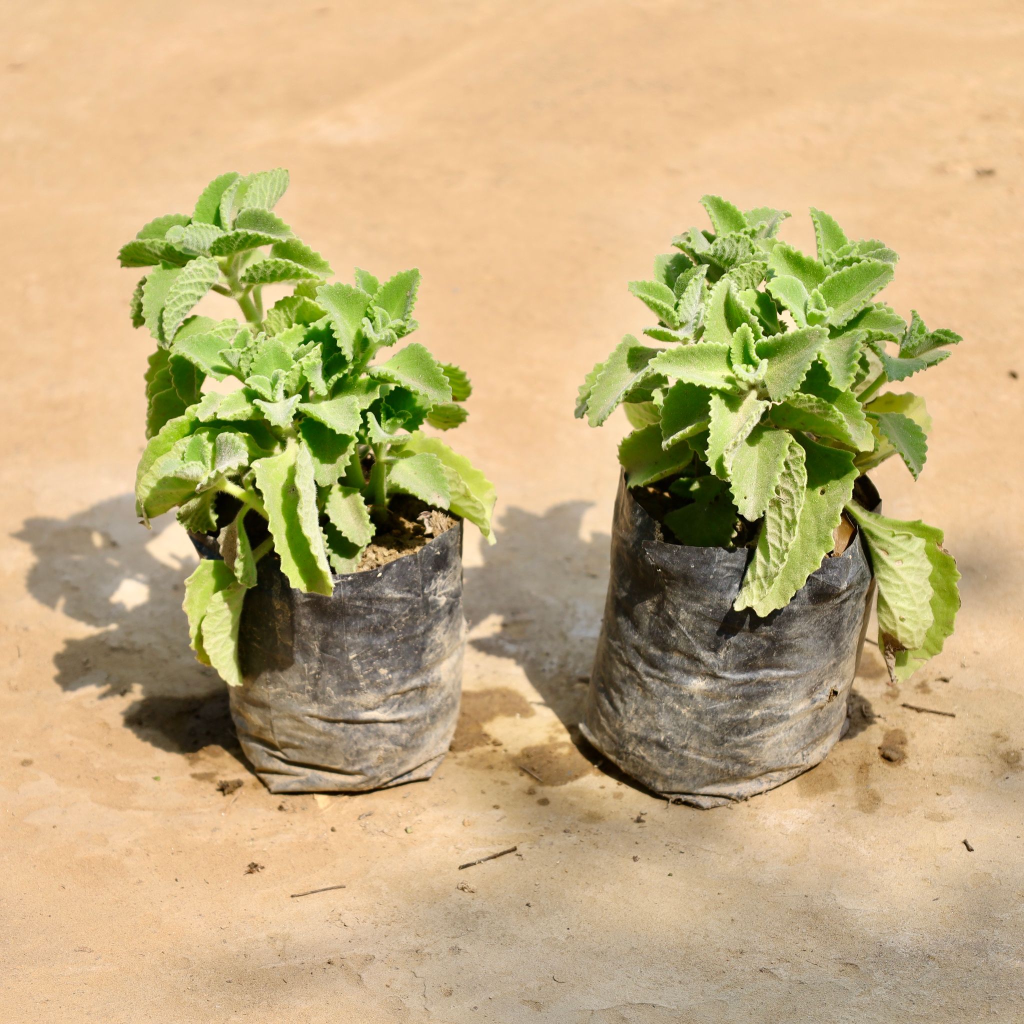 Set of 2 - Ajwain Plant in 4 Inch Nursery Bag