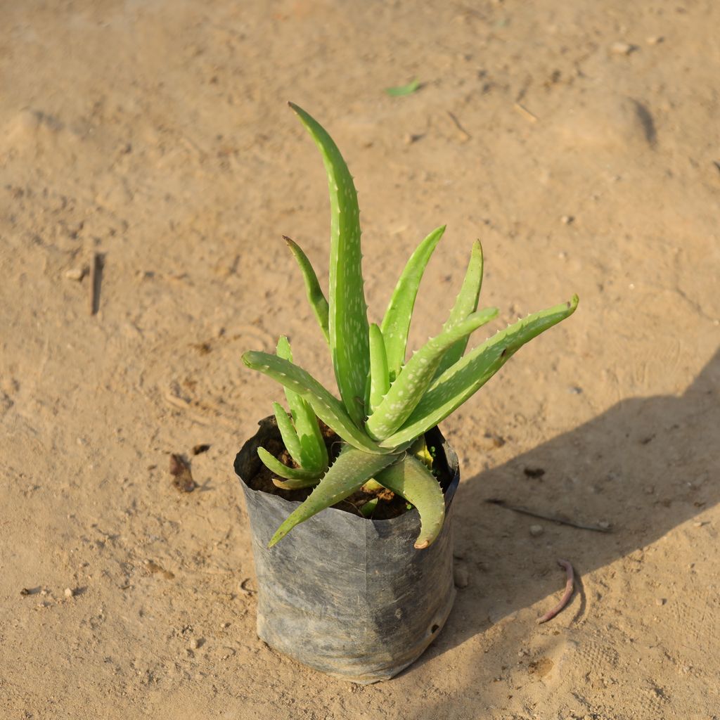 Buy Aloe Vera in 4 Inch Nursery Bag Online | Urvann.com Aloe Vera in 4 Inch Nursery Bag