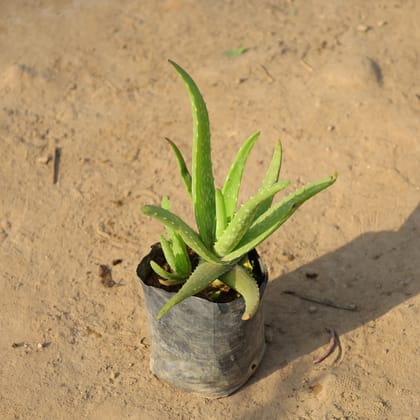 Buy Aloe Vera in 4 Inch Nursery Bag Online | Urvann.com