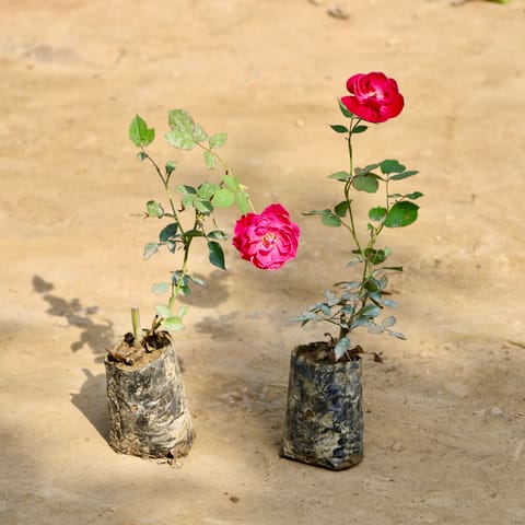 Set of 2 - Desi Gulab / Rose (Any Colour) in 4 Inch Nursery Bag