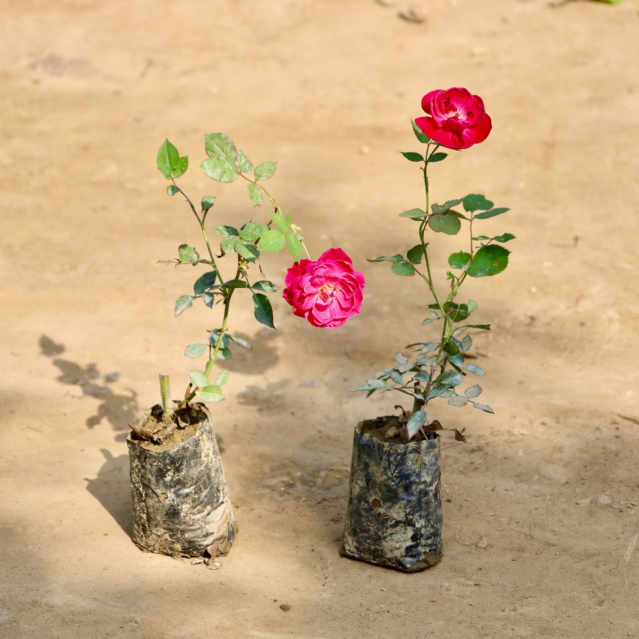 Set of 2 - Desi Gulab / Rose (Any Colour) in 4 Inch Nursery Bag