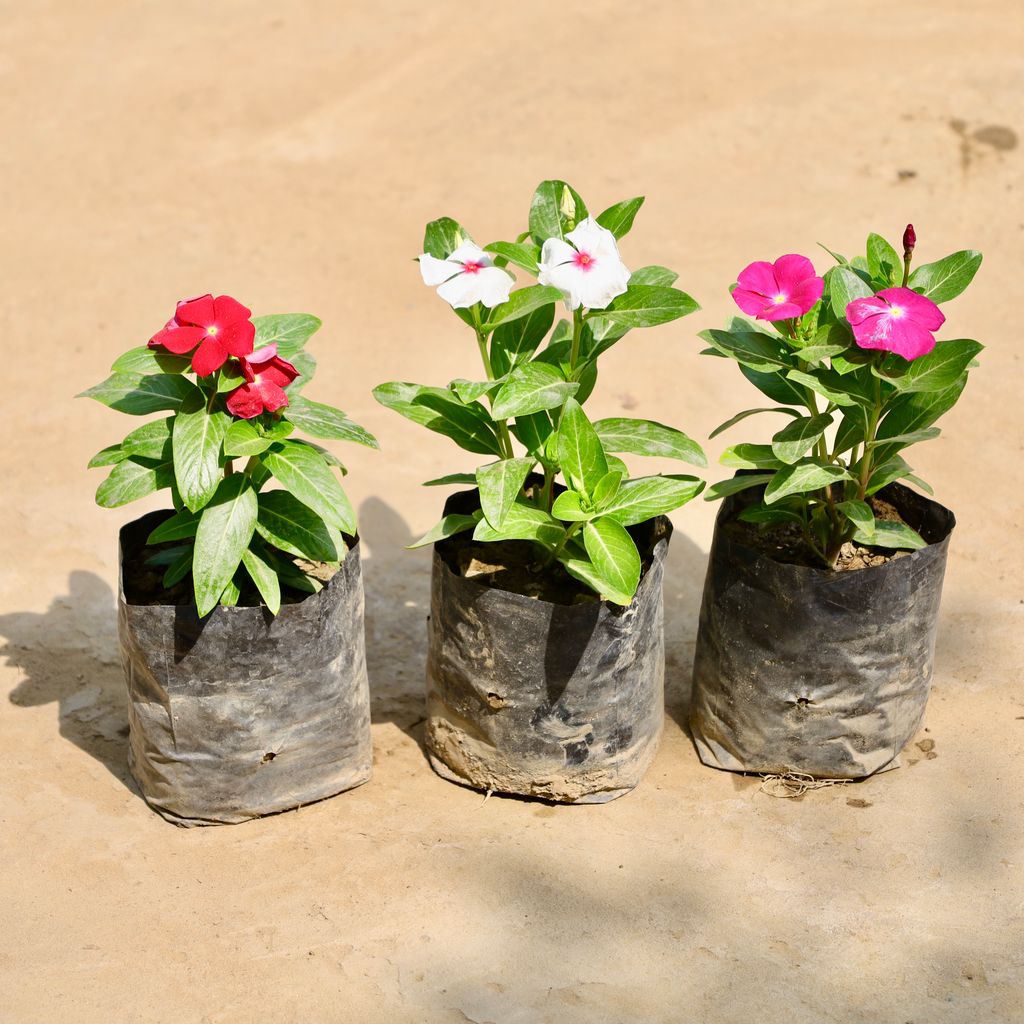 Buy Set of 3 - Periwinkle / Sadabahar / Vinca (Any Colour) in 4 Inch Nursery Bag Online | Urvann.com Set of 3 - Periwinkle / Sadabahar / Vinca (Any Colour) in 4 Inch Nursery Bag