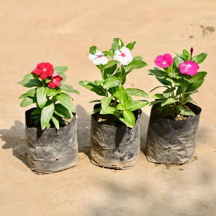 Buy Set of 3 - Periwinkle / Sadabahar / Vinca (Any Colour) in 4 Inch Nursery Bag Online | Urvann.com