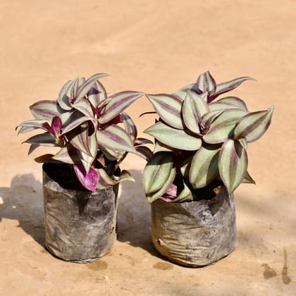 Buy Set of 2 - Wandering Jew in 4 Inch Nursery Bag Online | Urvann.com