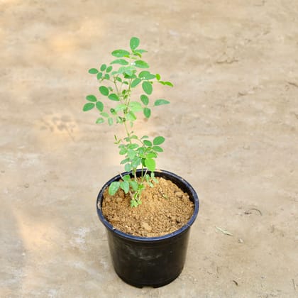 Buy Aprajita in 6 Inch Nursery Pot Online | Urvann.com