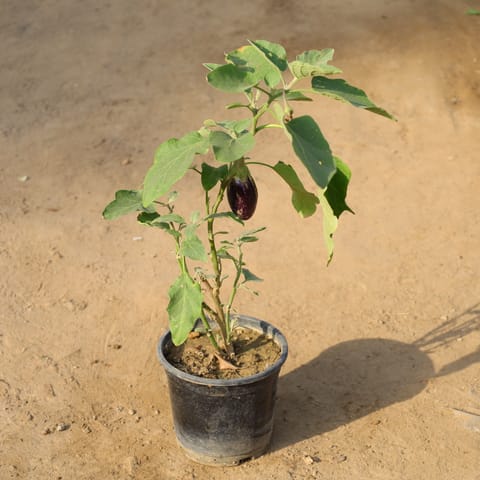 Brinjal / Baigan Plant in 6 Inch Nursery Pot