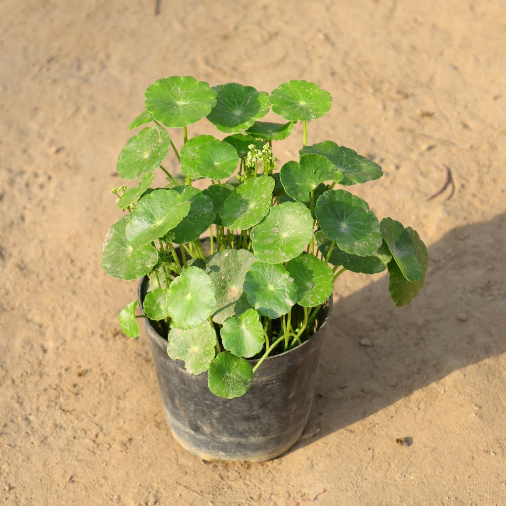 Buy Brahmi Dollar / Pennywort / Coin Plant in 5 Inch Nursery Pot Online | Urvann.com Brahmi Dollar / Pennywort / Coin Plant in 5 Inch Nursery Pot