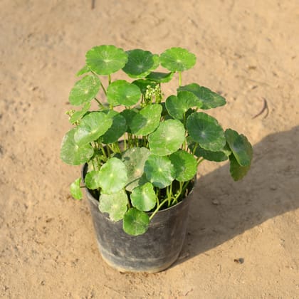Buy Brahmi Dollar / Pennywort / Coin Plant in 5 Inch Nursery Pot Online | Urvann.com