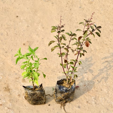 Set of 2 - Rama Tulsi & Shyama Tulsi in 4 Inch Nursery Bag