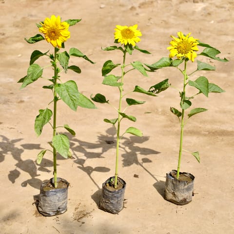 Set of 3 - Sunflower Plant in 4 Inch Nursery Bag