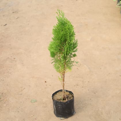 Buy Morpankhi Golden in 5 Inch Nursery Bag Online | Urvann.com
