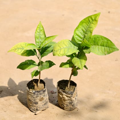 Buy Set of 2 - Bel Patra in 4 Inch Nursery Bag Online | Urvann.com