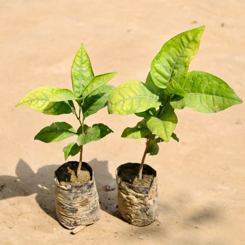 Set of 2 - Bel Patra in 4 Inch Nursery Bag