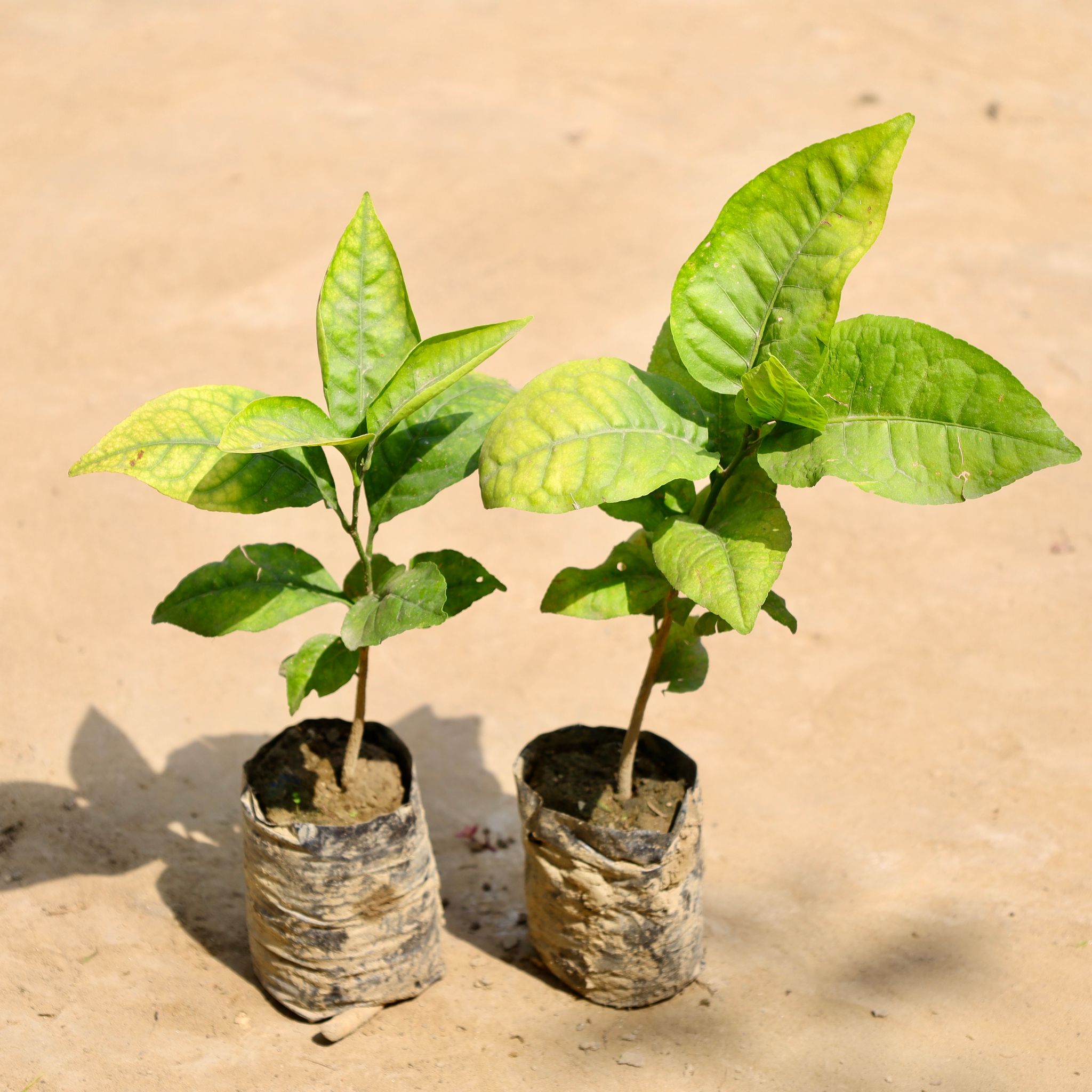 Set of 2 - Bel Patra in 4 Inch Nursery Bag