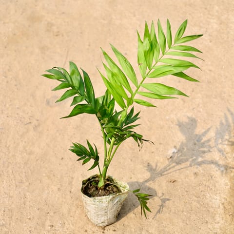 Chamaedorea Palm in 4 Inch Nursery Bag