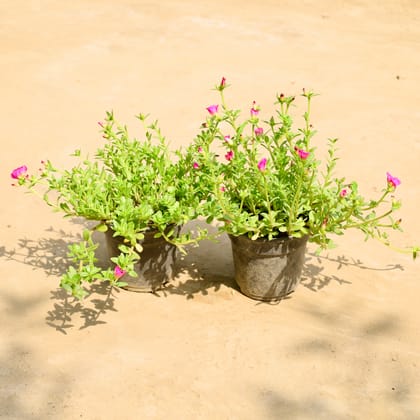 Buy Set of 2 - Kulfa / Purslane in 6 Inch Nursery Pot Online | Urvann.com