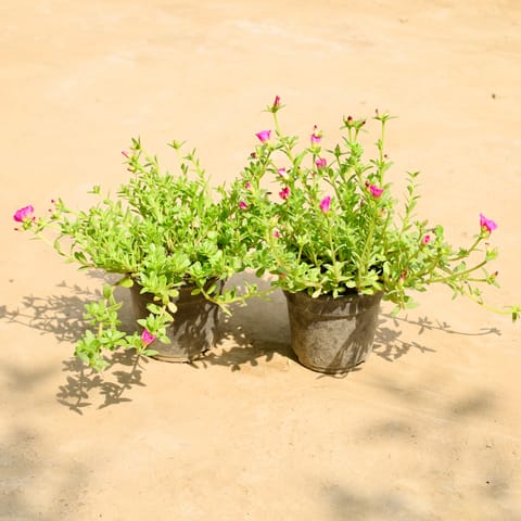 Set of 2 - Kulfa / Purslane in 6 Inch Nursery Pot
