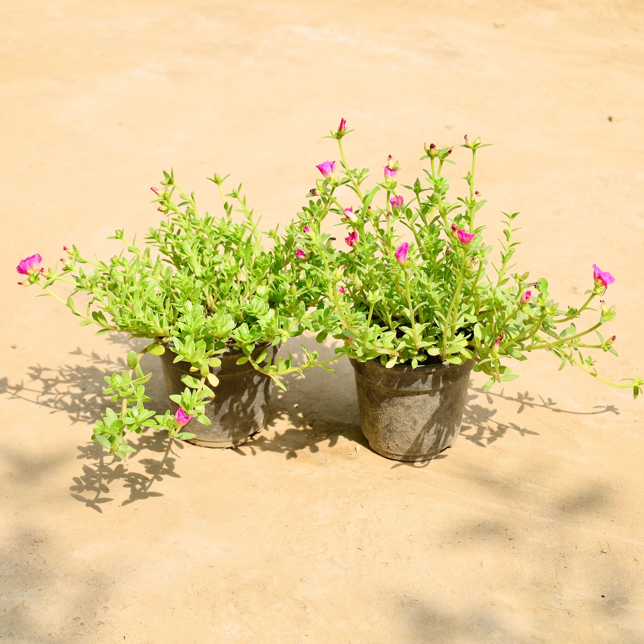 Set of 2 - Kulfa / Purslane in 6 Inch Nursery Pot