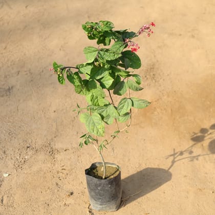 Buy Bleeding Heart Red / Pink in 5 Inch Nursery Bag Online | Urvann.com