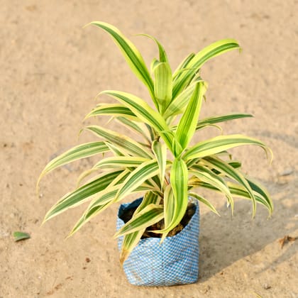 Buy Song of India in 4 Inch Nursery Bag Online | Urvann.com